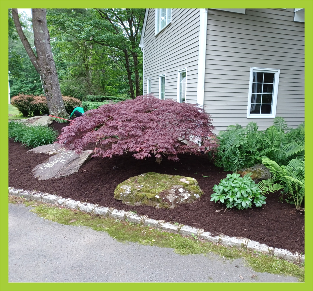 solano lawn view our services button